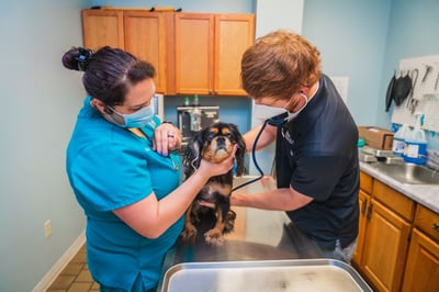 Pet-Well-Animal-Checks-2399-DVH