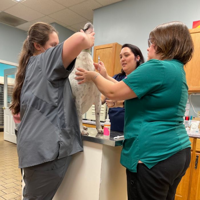 Dawsonville Veterinary Hospital - working together